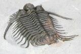 Top Quality, Long-Spined Cyphaspides Trilobite - Jorf, Morocco #255443-5